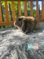 TER ADOPTIE gecastreerde ram, Dieren en Toebehoren, Mannelijk, Klein, 0 tot 2 jaar