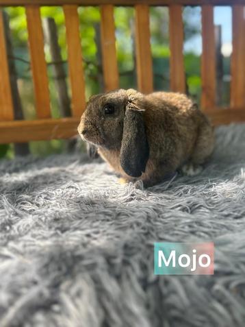 TER ADOPTIE gecastreerde ram beschikbaar voor biedingen