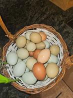 Eieren, Animaux & Accessoires, Volatiles, Femelle, Poule ou poulet