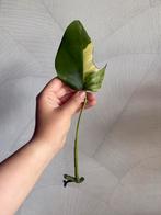 Monstera aurea, Huis en Inrichting, Overige soorten, Minder dan 100 cm, Groene kamerplant, Halfschaduw
