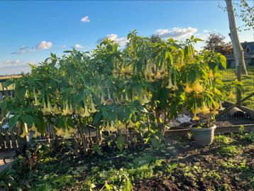 Brugmansia / Engelentrompet GEEL beschikbaar voor biedingen