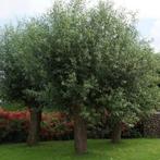 Gezocht: salix alba - knotwilg, Tuin en Terras, Planten | Bomen, Ophalen