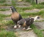 Mooi duiven, Dieren en Toebehoren, Vogels | Duiven