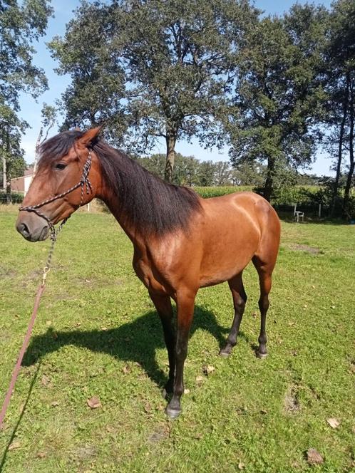 Hele lieve merrie, Animaux & Accessoires, Chevaux, Jument, Débourré, 160 à 165 cm, 3 à 6 ans, Cheval de récréation, Avec puce électronique