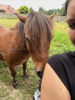 Shetlander, Dieren en Toebehoren, Pony's, Gechipt, Ruin, Niet van toepassing, A pony (tot 1.17m)