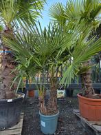 Palmboom Trachycarpus Fortunei 2 stam, Tuin en Terras, Ophalen, Palmboom