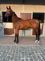 2 jarige Hengst, Dieren en Toebehoren, Hengst