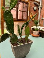 3 cactus gracieux dans un cache pot design, Maison & Meubles, Cactus, En pot, Plein soleil, Enlèvement ou Envoi