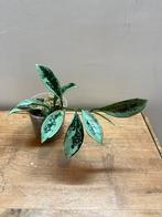 Hoya Silver Moon AH074, Enlèvement ou Envoi