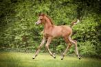 Arabisch Volbloed Hengstje, Dieren en Toebehoren, Paarden, Hengst, Niet van toepassing, Gechipt, 0 tot 2 jaar