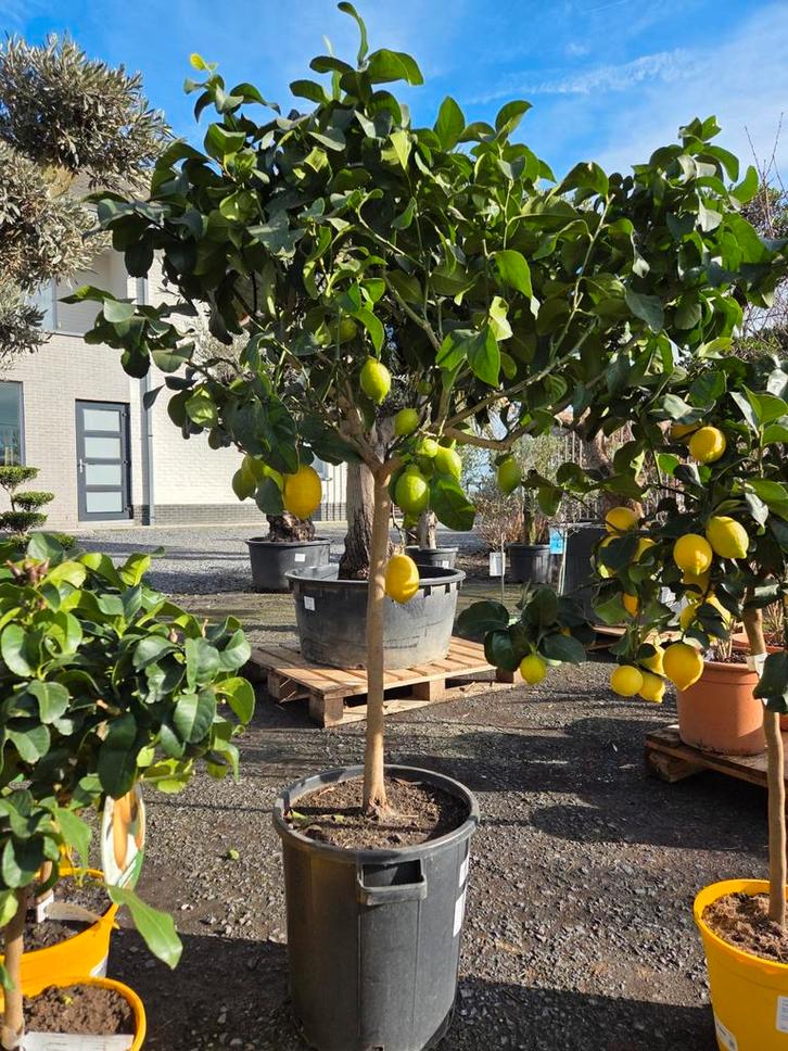 Citrus citroen - citroenboom, Tuin en Terras, Planten | Fruitbomen, Citroenboom, Ophalen