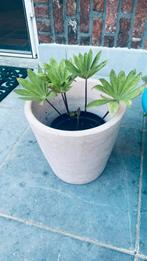 Lupine planten in caspot, Ophalen