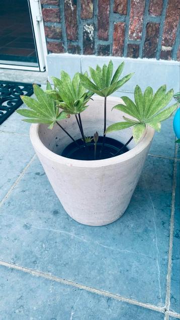 Lupine planten in caspot, Enlèvement