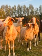 3 zeldzame comisana ooien, Dieren en Toebehoren, Schapen, Geiten en Varkens