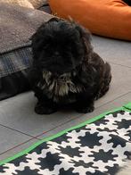 Shih tzu teeje, Dieren en Toebehoren, België, Overige rassen, CDV (hondenziekte), 8 tot 15 weken