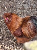 Zijdehoen haantje rood, Dieren en Toebehoren