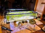 Aquarium met toebehoren., Dieren en Toebehoren, Ophalen, Zo goed als nieuw