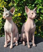 Polyester beeld sphynx katten, Tuin en Terras, Tuinbeelden, Ophalen of Verzenden, Nieuw, Kunststof, Dierenbeeld