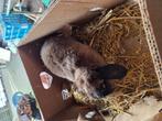 Nhd hangoor, Dieren en Toebehoren, Konijnen, Hangoor