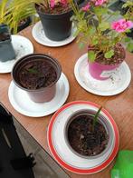 Palmboom stekjes actie, Tuin en Terras, Planten | Tuinplanten, Ophalen, Zomer