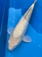 Ginrin Karachigoi van marusei, Dieren en Toebehoren, Karper of Koi