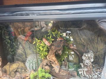 Korenslang met terrarium en licht  en toebehoren, Slang, Met terrarium