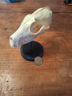 Schedels vos, Fietsen en Brommers, Brommeronderdelen | Puch, Ophalen