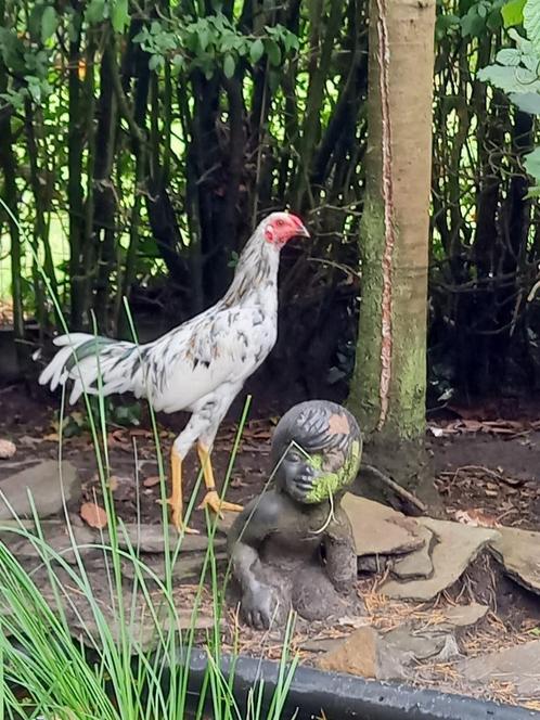 YOKOHAMA krielhaan (kruising), Dieren en Toebehoren, Pluimvee, Kip, Mannelijk