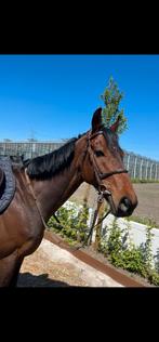 Super brave leermeester, Dieren en Toebehoren, Ruin