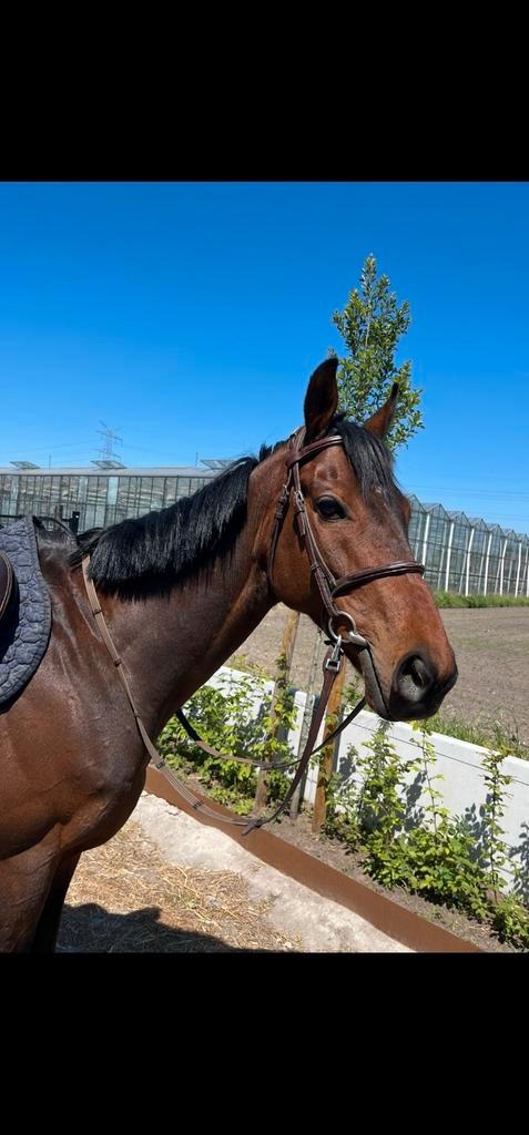 Super brave leermeester, Dieren en Toebehoren, Paarden, Ruin