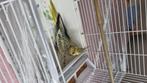 vogel te koop, Dieren en Toebehoren, Vogels | Parkieten en Papegaaien