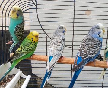 Parkietenpaar  beschikbaar voor biedingen