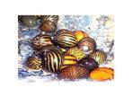 Neritina mix, Dieren en Toebehoren, Slak of Weekdier, Zoetwatervis, Schoolvis