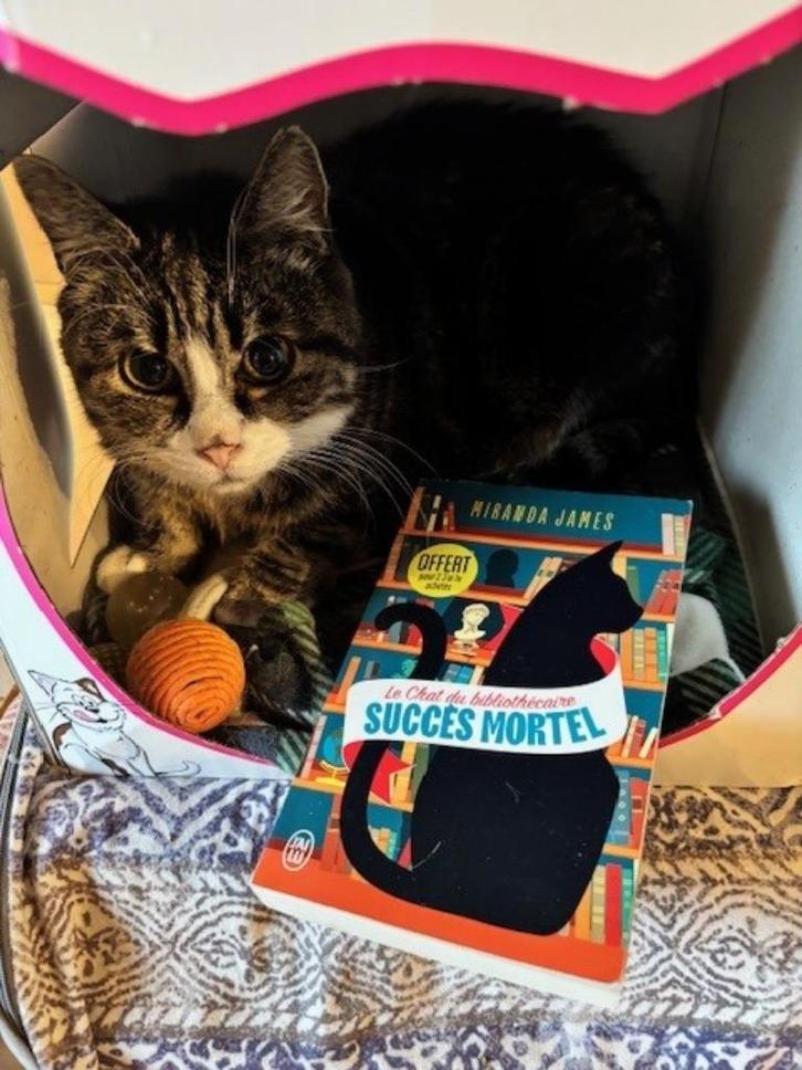 Le chat du bibliothécaire - Succès mortel, Boeken, Detectives, Zo goed als nieuw, Ophalen of Verzenden