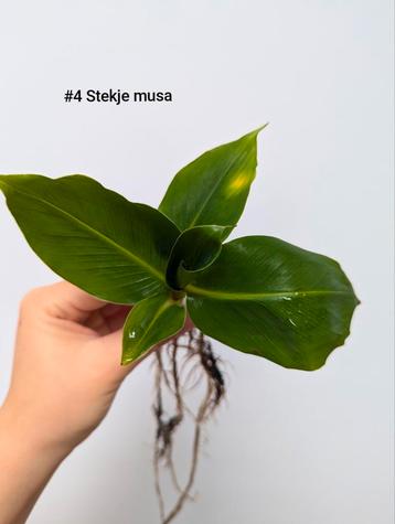 Musa / Bananenplant  disponible aux enchères