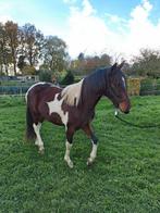 Paard te koop, Dieren en Toebehoren, Paarden, Ruin, Minder dan 160 cm, Gechipt