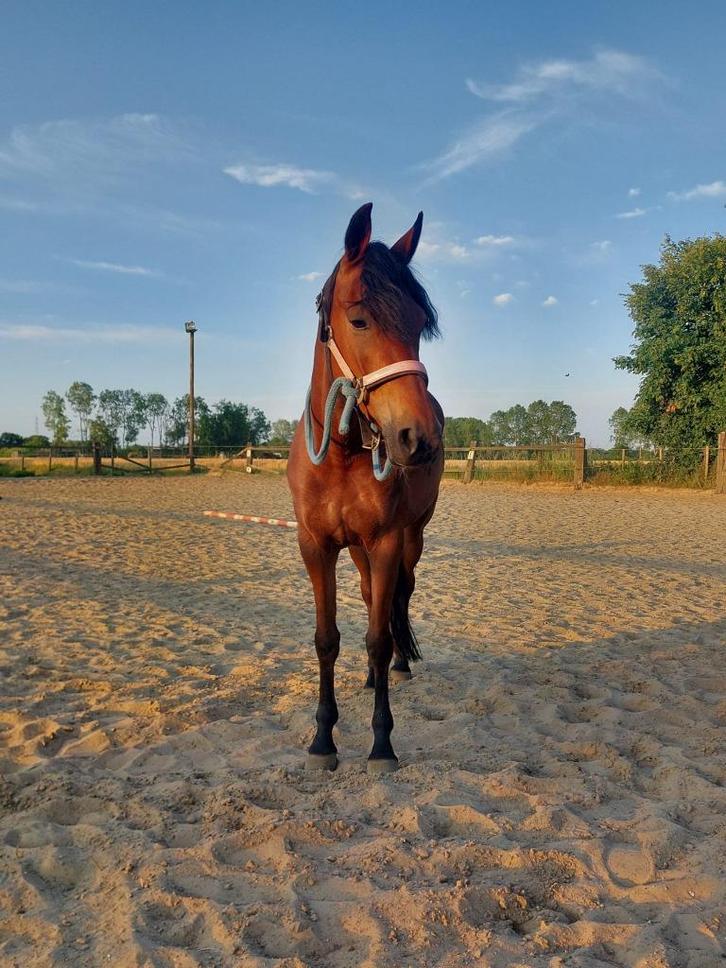 Pittige merie met topbloedlijn, Dieren en Toebehoren, Pony's, Merrie, B, D pony (1.37m tot 1.48m), Springpony, Met stamboom, Gechipt