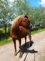 16-jarige lieve recreatie D-pony, Dieren en Toebehoren, Paarden, Merrie, Minder dan 160 cm, B, Gechipt