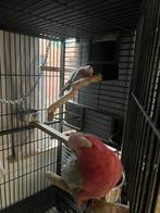 Jeune couple de rose Albin cacatoès, Femelle