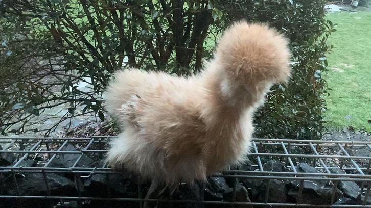 Usa zijdehoen, Dieren en Toebehoren, Pluimvee, Kip, Vrouwelijk