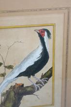 Gravure met een Chinese witte fazant, Antiek en Kunst, Kunst | Etsen en Gravures, Ophalen of Verzenden