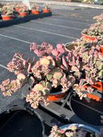Sedum sieboldii P10,5cm, Tuin en Terras, Planten | Tuinplanten, Ophalen, Bodembedekkers, Vaste plant, Bloeit niet
