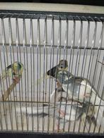 kakariki, Dieren en Toebehoren, Meerdere dieren, Parkiet, Geringd