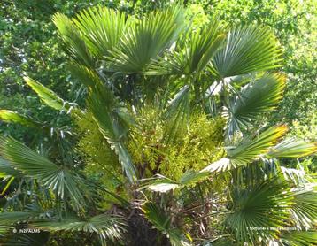 Trachycarpus fortunei x wagnerianus ( winterharde palmboom ) beschikbaar voor biedingen