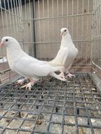 Takla mardin, Dieren en Toebehoren, Vogels | Duiven