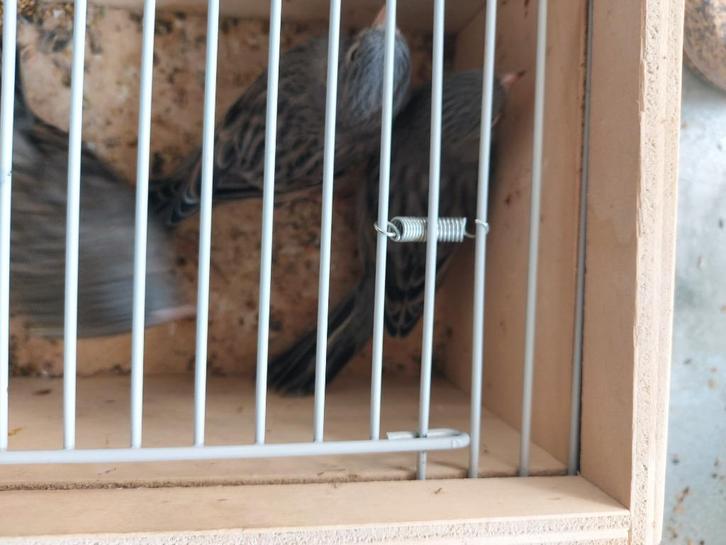 Kleurkanaries, Dieren en Toebehoren, Vogels | Kanaries