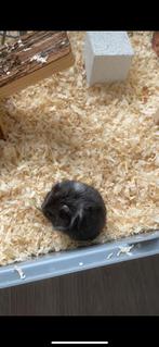 Russische dwerghamster te koop, Dieren en Toebehoren, Knaagdieren, Hamster, Juni, Vrouwelijk, Tam