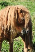 Shetlandpony ruintjes, Dieren en Toebehoren, Gechipt, Ruin, A pony (tot 1.17m), 7 tot 10 jaar