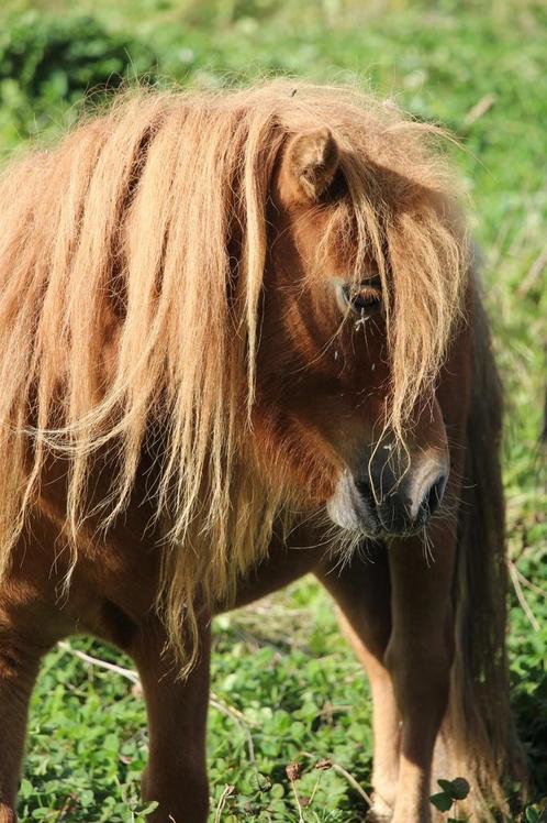Shetlandpony ruintjes, Dieren en Toebehoren, Pony's, Ruin, A pony (tot 1.17m), Tuigpony, 7 tot 10 jaar, Met stamboom, Gechipt