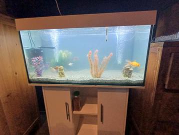 Aquarium met 11 goudvissen en eheim filter + accesoires, Enlèvement